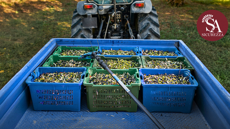Raccolta olive in sicurezza, trattore