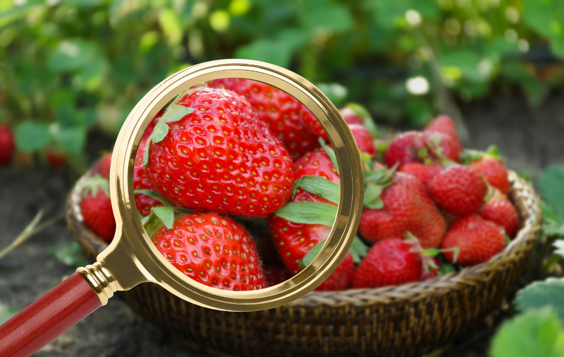 HACCP, l’importanza della sicurezza alimentare